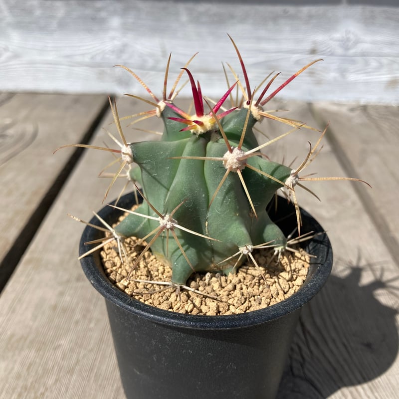 サボテン フエロカクタス 偉冠竜 | Home&Plants