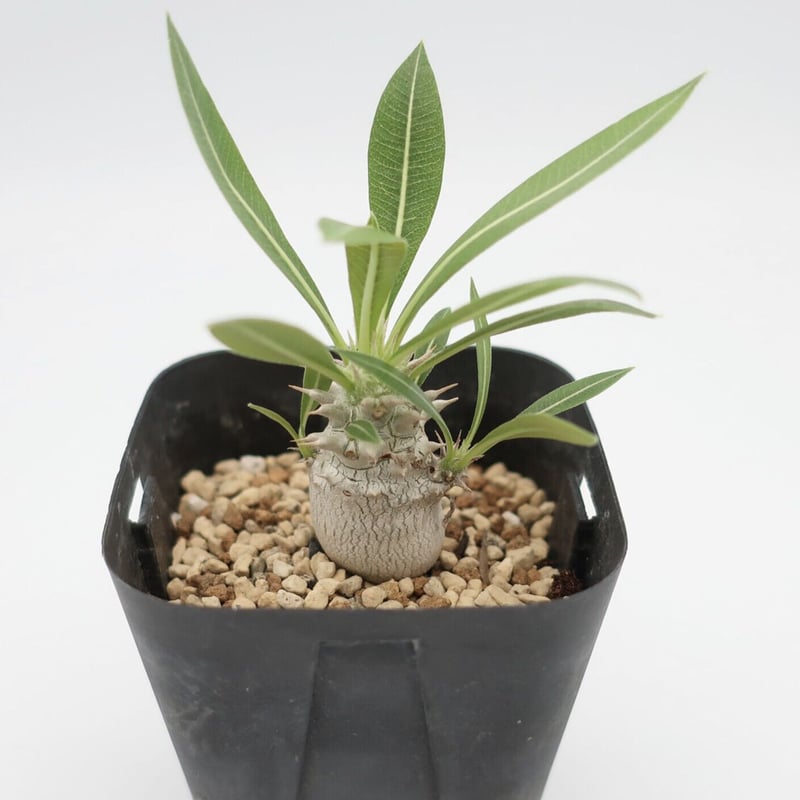 パキポディウム・ホロンベンセ パキポディウム ホロンベンセ 2.5号 HPN② | Home&Plants