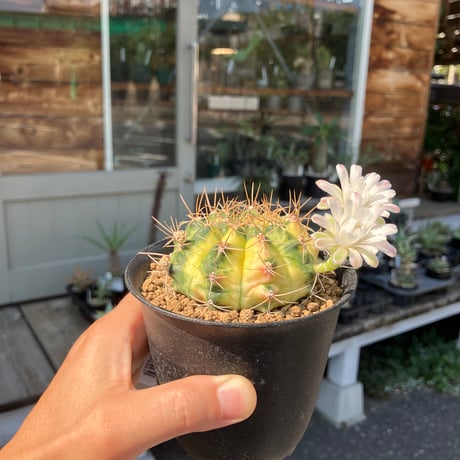 CATEGORY サボテン | Home&Plants