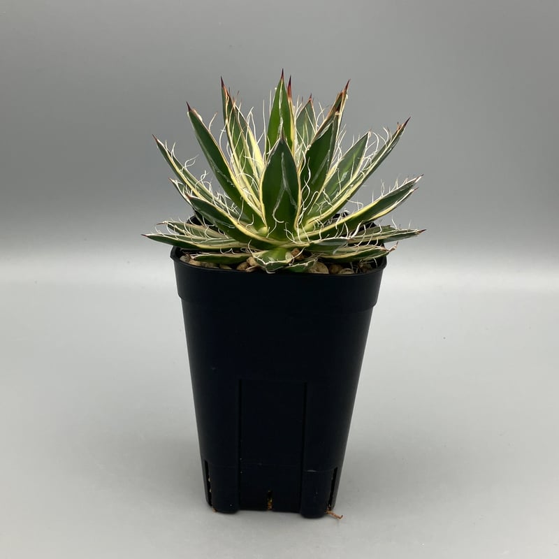 モト　ディッキア　姫乱れ雪錦 姫乱れ雪錦とアガベ斑入り種ほか | ☆ガマンマの ニク・サボ栽培