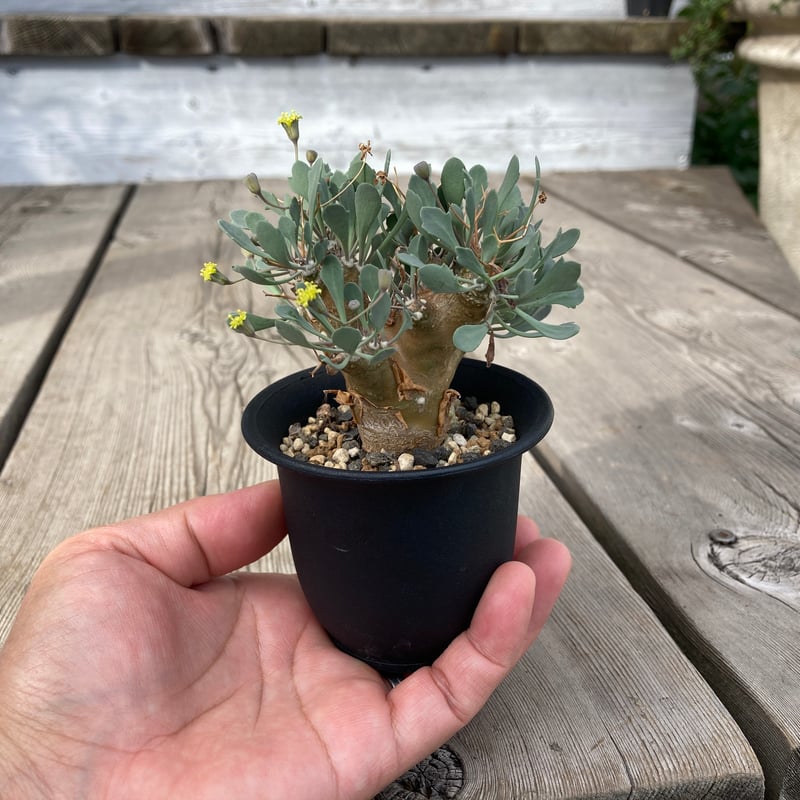 オトンナ ユーフォルビオイデス トリプリネルビア スティンコフ 14本セット 楽天市場】☆特価☆コーデックス：オトンナ ユーフォルビオイデス 実生