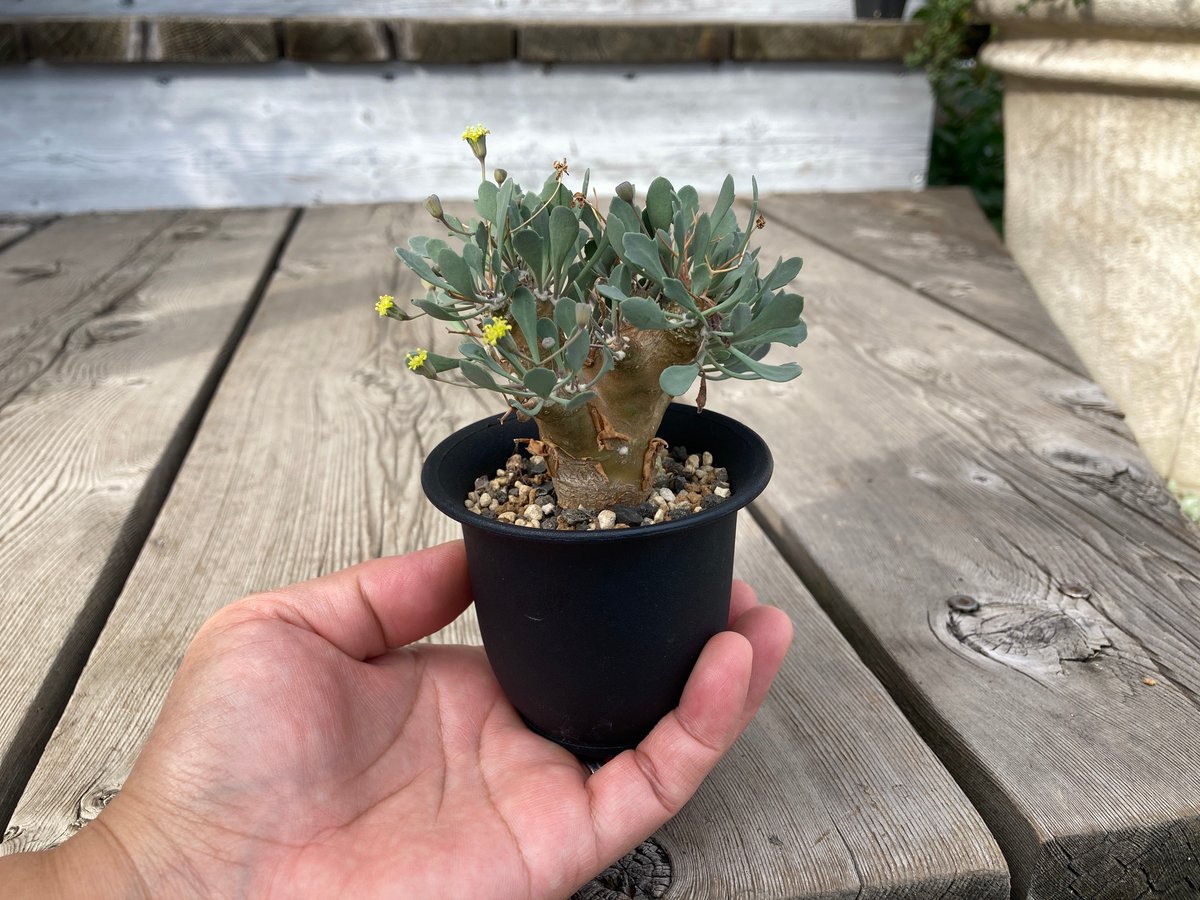 オトンナ ユーフォルビオイデス HPN① | Home&Plants