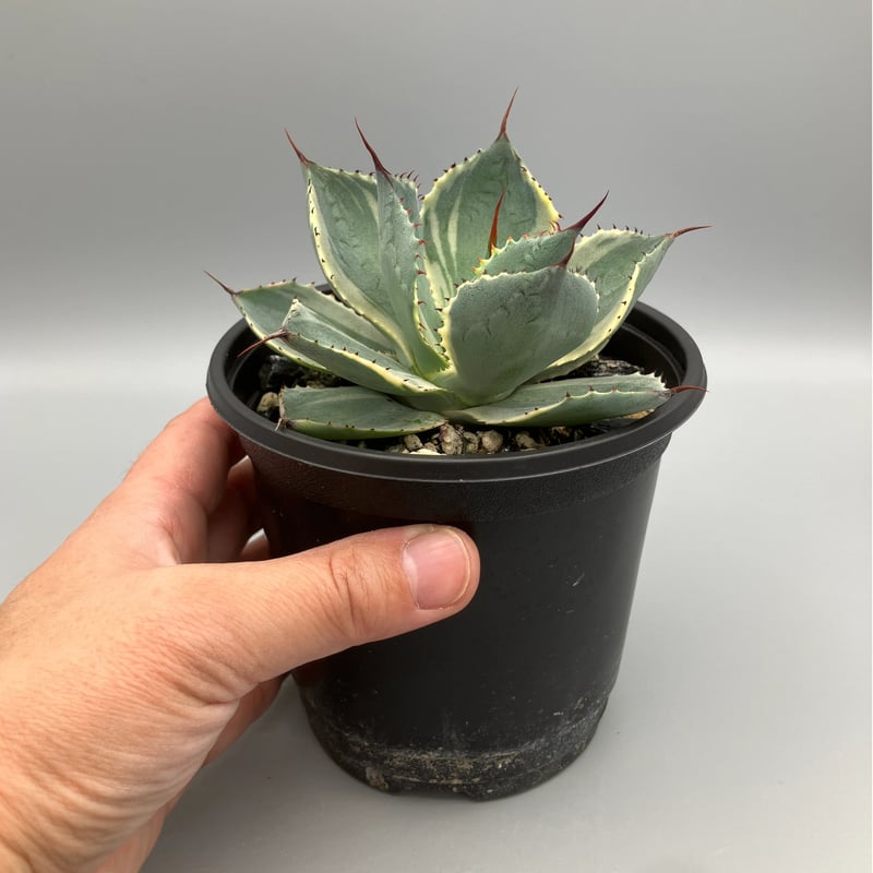 2293：アガベ 雷神錦 20【U-A 1109】 HPN② | Home&Plants