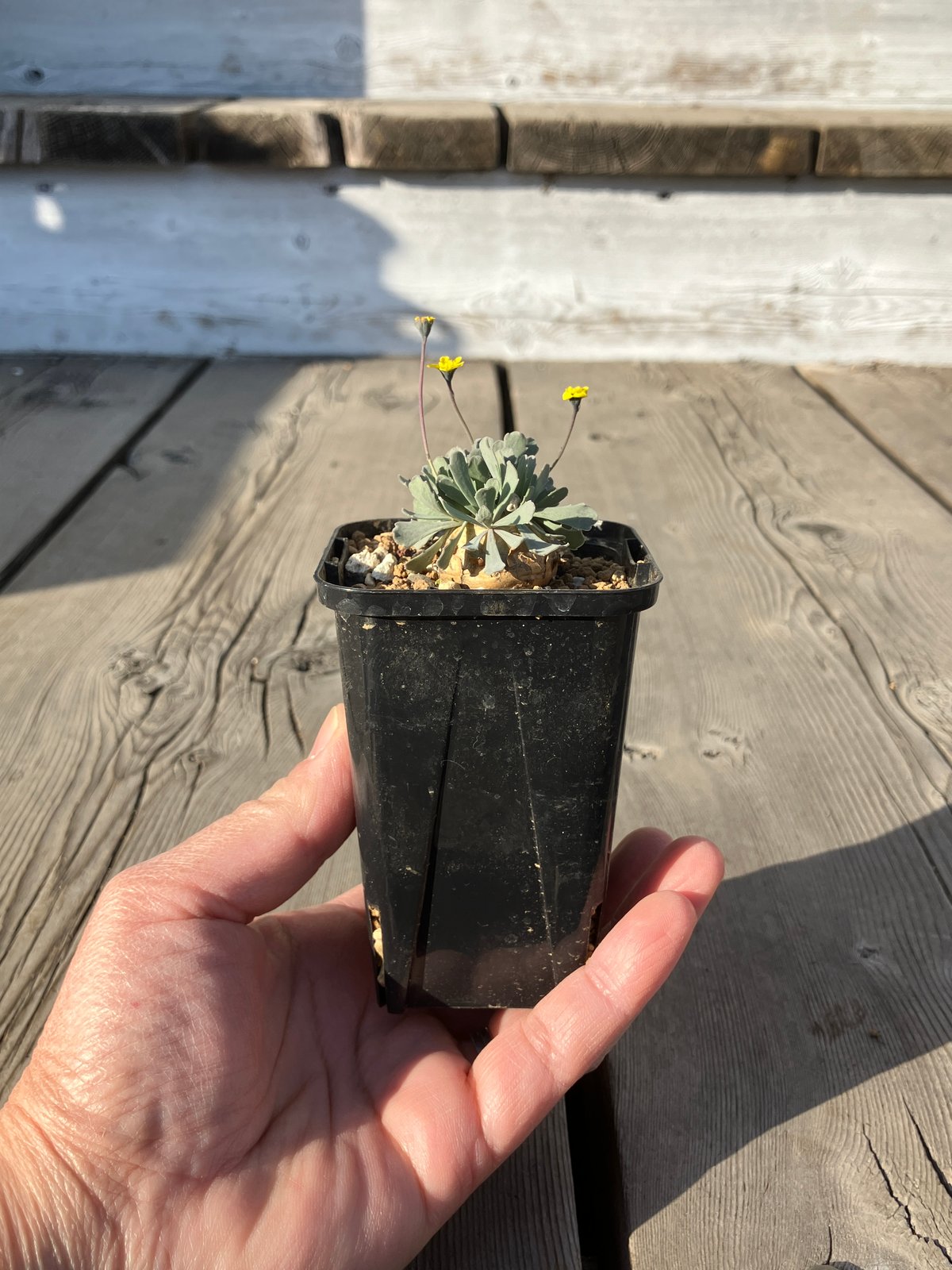 1563：オトンナ カカリオイデス HPN② | Home&Plants