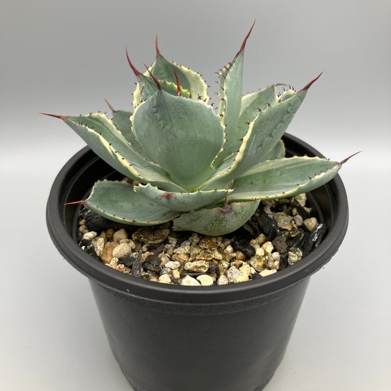 2293：アガベ 雷神錦 20【U-A 1109】 HPN② | Home&Plants