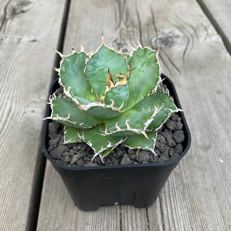 2096：アガベ チタノタ フィリグリー 180【U-A】 | Home&Plants