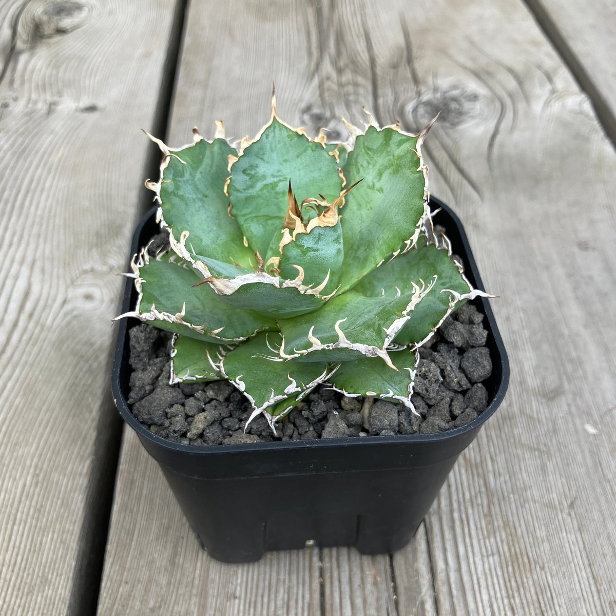 2096：アガベ チタノタ フィリグリー 180【U-A】 | Home&Plants