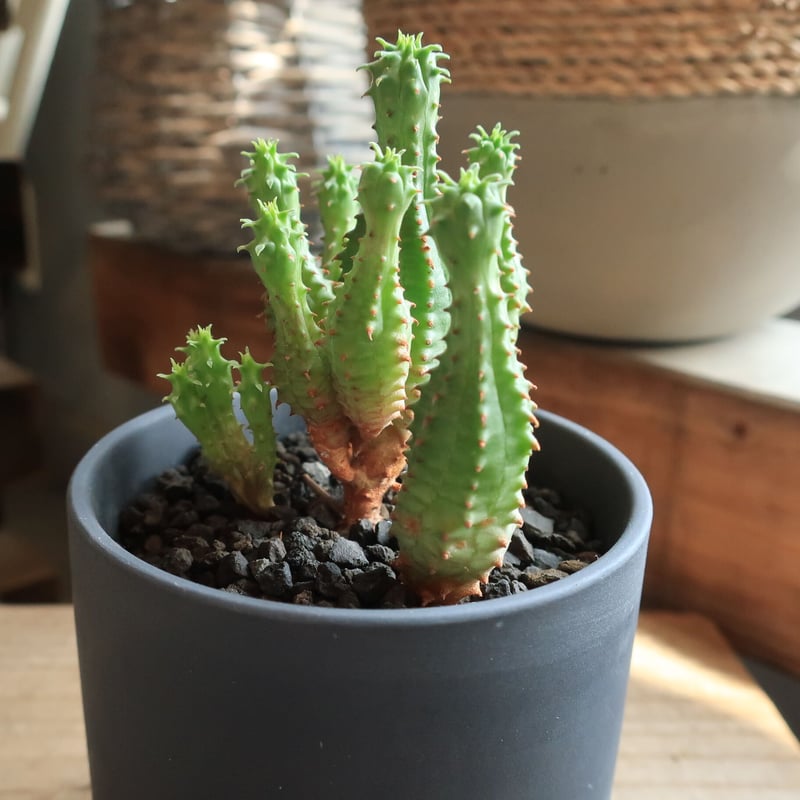 ユーフォルビア プセウドグロボーサ リア黒鉢 | Home&Plants