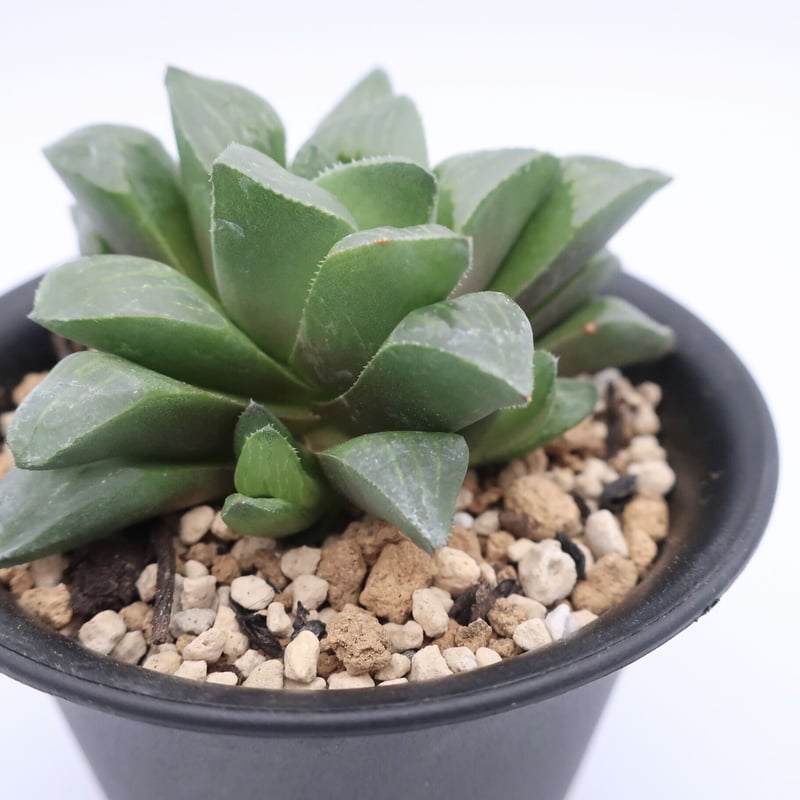 50d ハオルチア 多肉植物 寿親木 自家繁殖 50d ハオルチア 多肉植物 寿