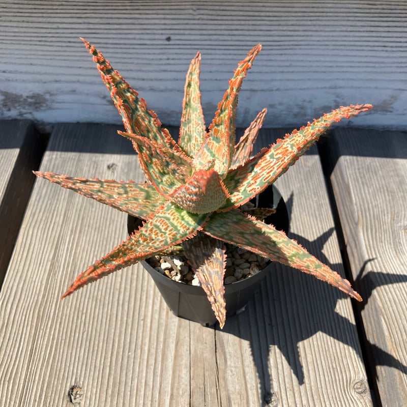 アロエハイブリッド 1326：アロエ ハイブリッド 【13/5】 | Home&Plants