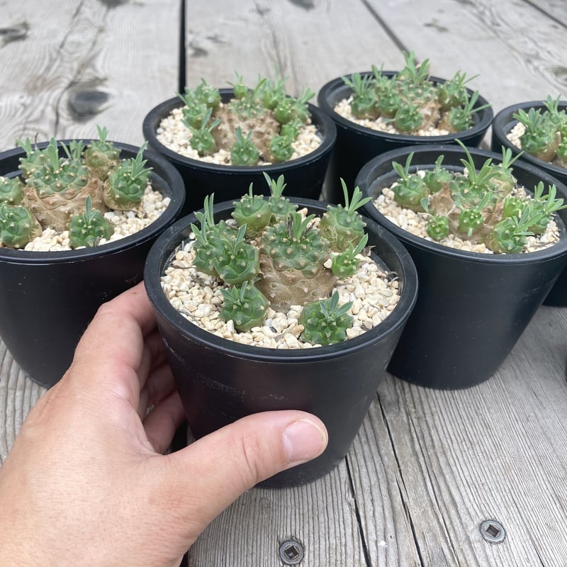 ユーフォルビア 峨眉山 | Home&Plants