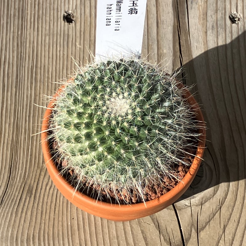 サボテン(素焼鉢) 3号 玉翁 | Home&Plants