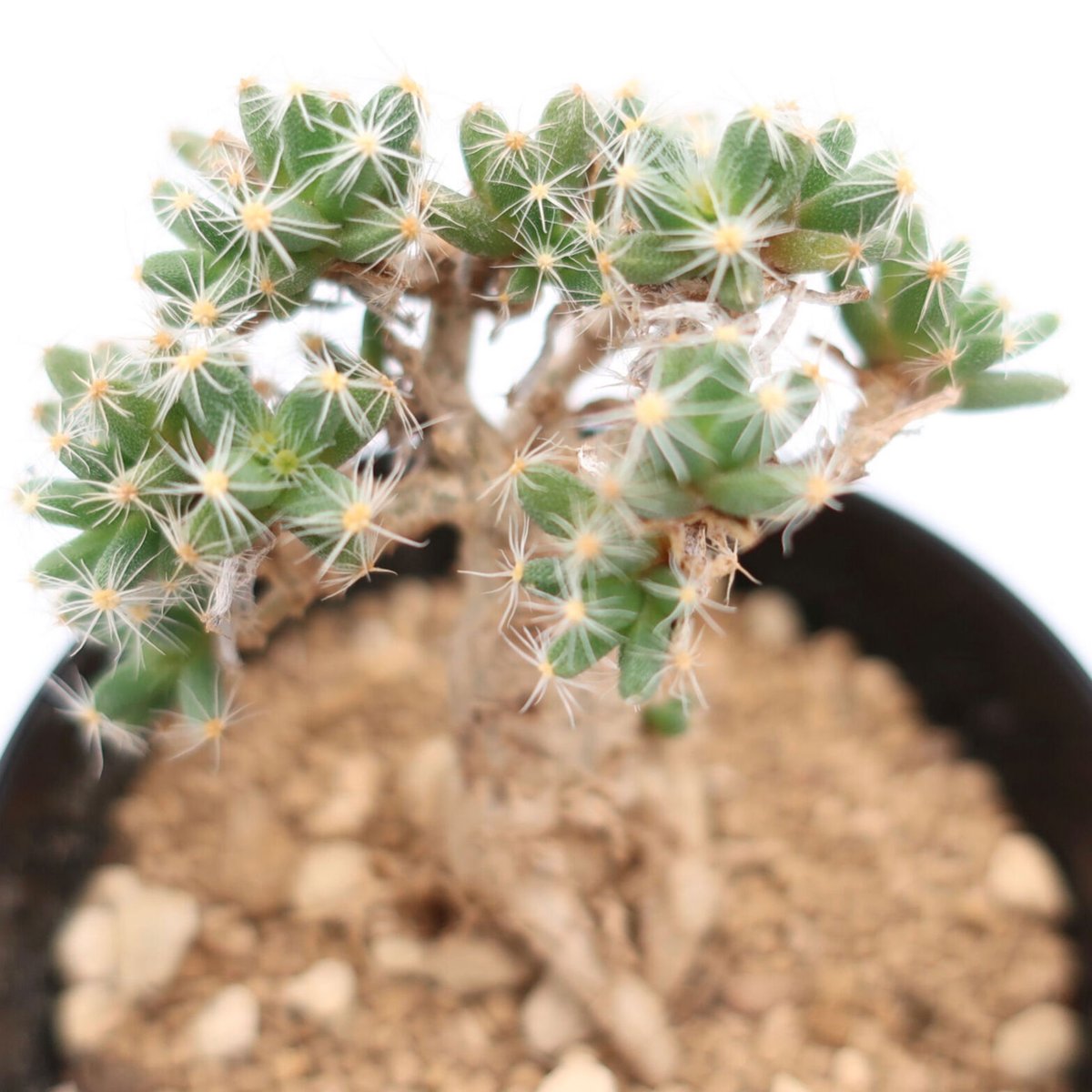 トリコディアデマ デンサム（紫晃星）HPN② | Home&Plants