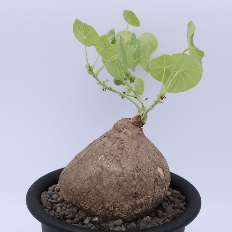 a72美株 ステファニア スベローサ 塊根植物 コーデックス Stephania a72美株 ステファニア スベローサ 塊根植物 コーデックス