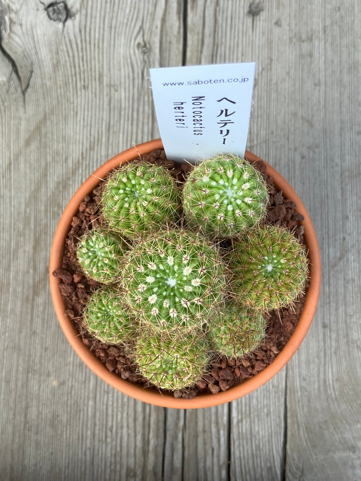 2107：サボテン群生 ヘルテリー(素焼鉢) 3号 | Home&Plants