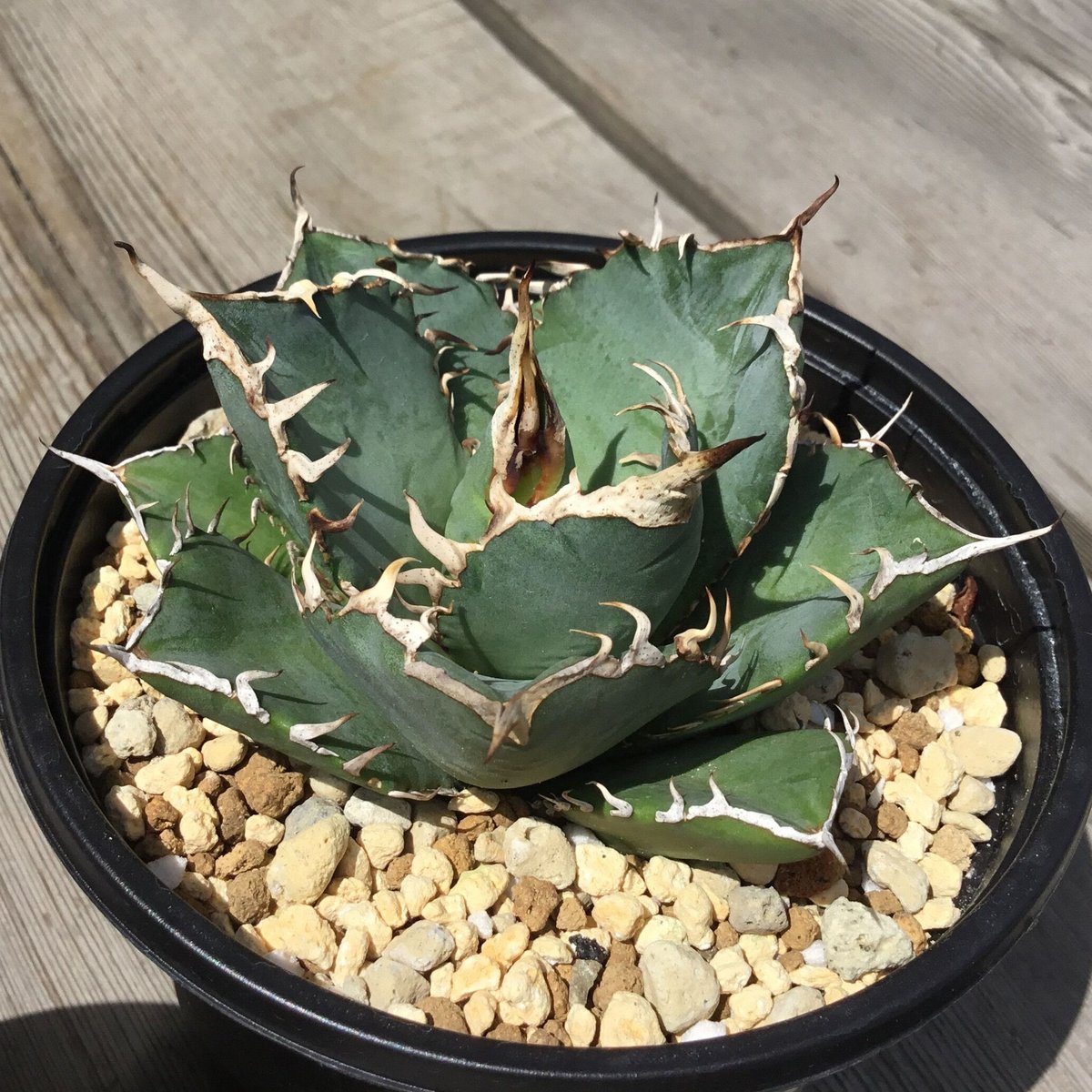 アガベ 覇王竜【U-A】 | Home&Plants