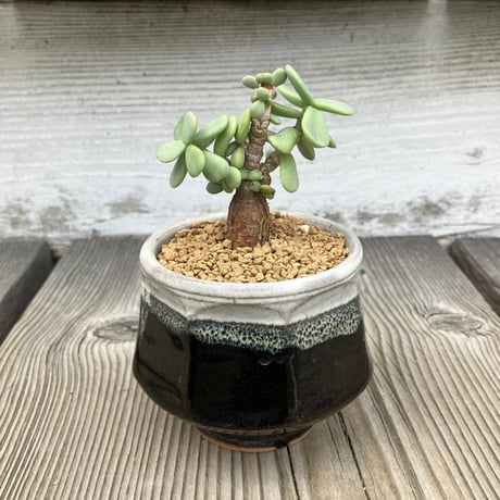 ピグマエア | STORES