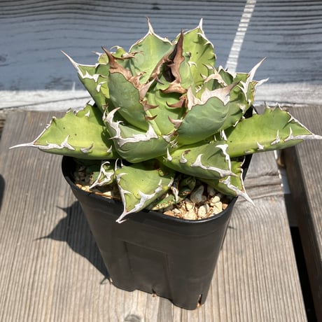 アガベチタノタ姫巌竜 | STORES