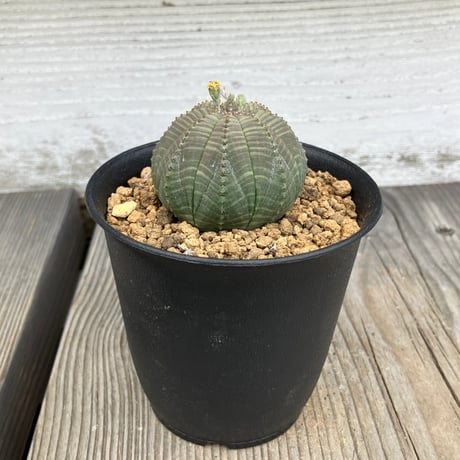 ユーフォルビア オベサ オス 保田 修作さん CATEGORY ユーフォルビア | Home&Plants