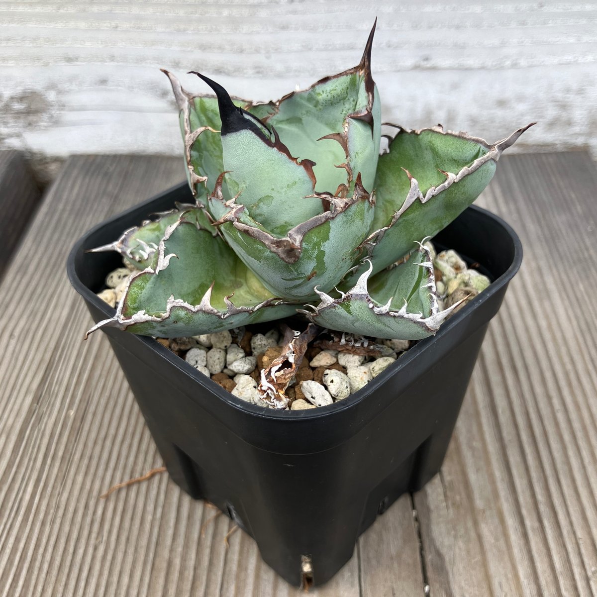 AGAVE OTEROI OAXACA 現地球オリジナルクローン ステゴサウルス AGAVE OTEROI OAXACA 現地球オリジナルクローン ステゴサウルス