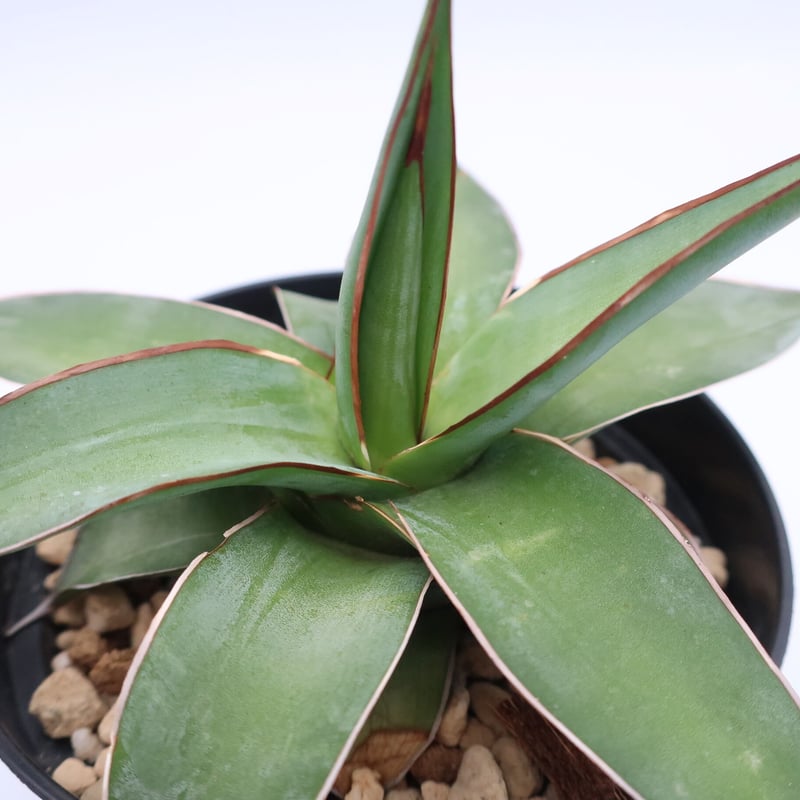 アガベ インプレッサ 3.5号 | Home&Plants