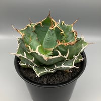 アガベ ユタエンシス カイバベンシス HPN① 2.5号ポット | Home&Plants