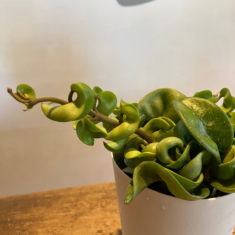 ホヤ カルノーサ コンパクタ 3.5号 | Home&Plants
