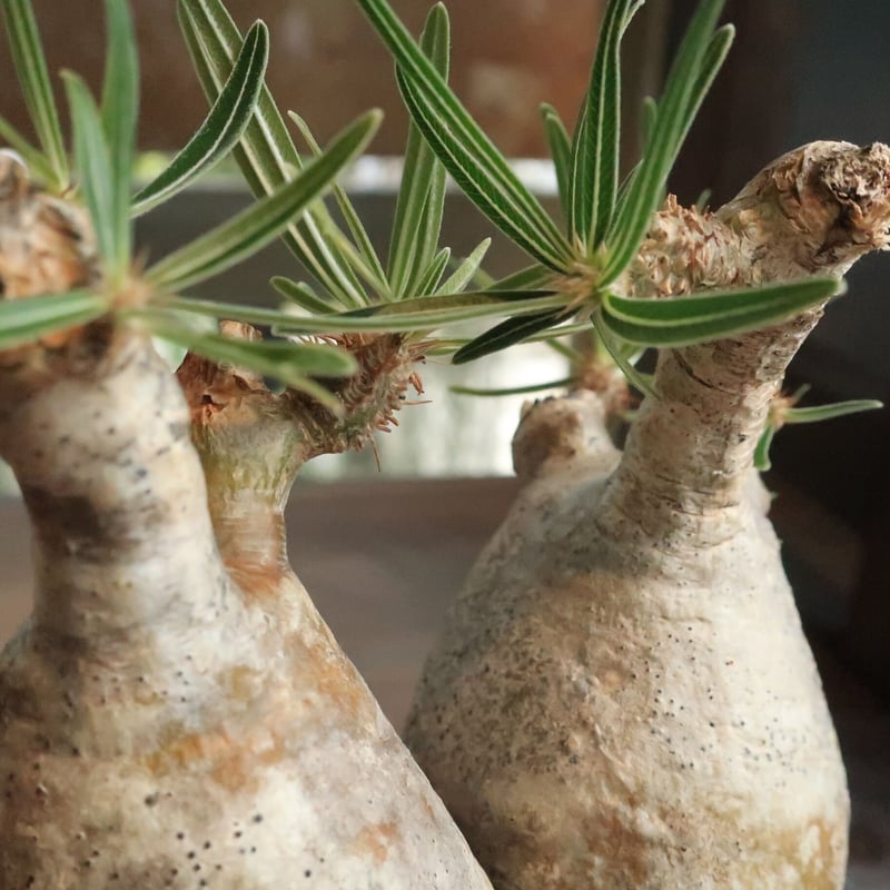 パキポディウム グラキリス 双頭株 | Home&Plants