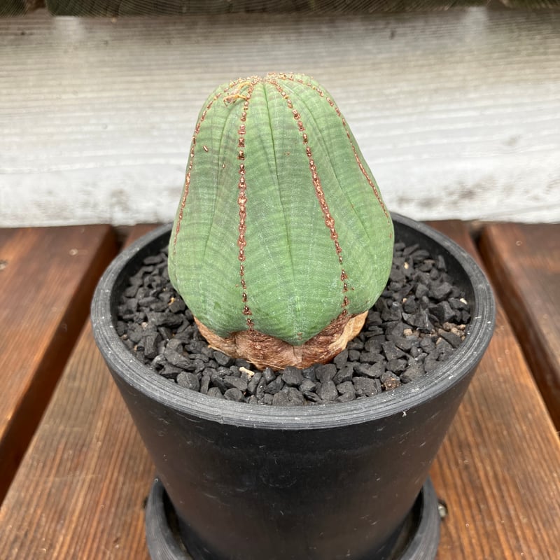 383：ユーフォルビア オベサ | Home&Plants