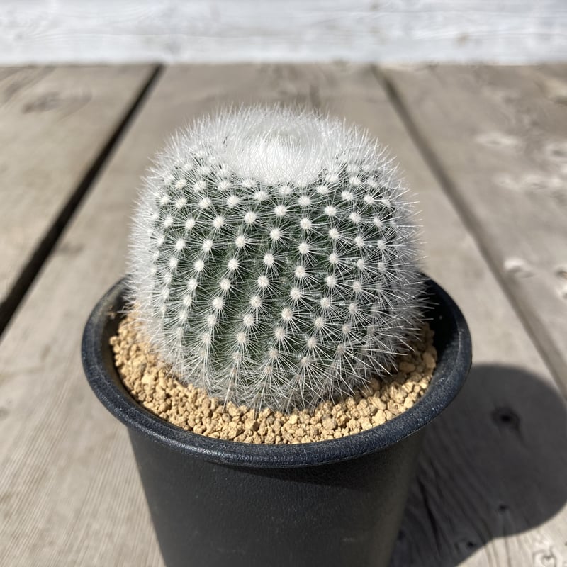 お値下げ★SATOKA Cactus White サトカ　カクタス 多肉植物・サボテン販売～PICO庵～ / ノトカクタス属 白閃小町
