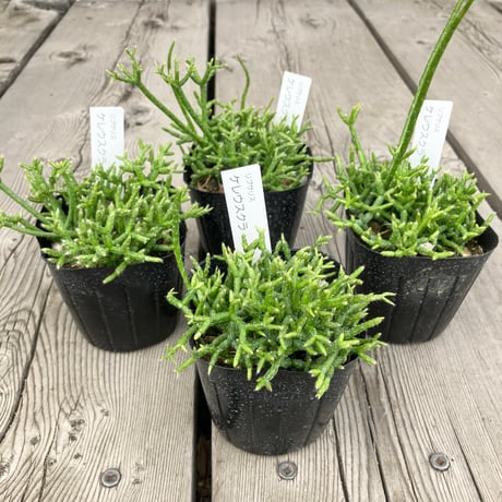 リプサリス | STORES