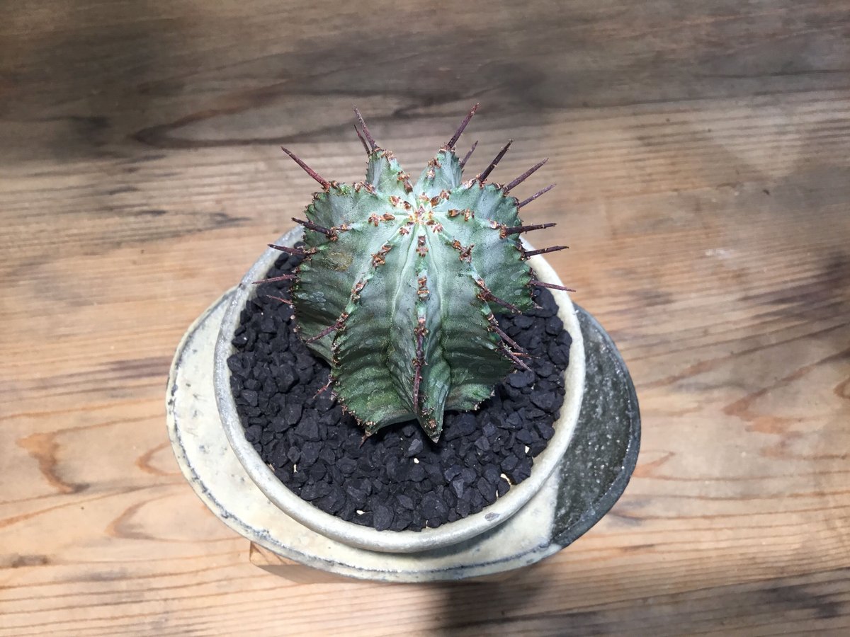 ユーフォルビア ホリダ 鉢植え鉢皿セット | Home&Plants