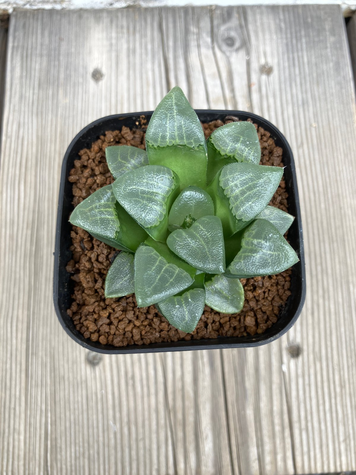 2848：ハオルチア ベイエリ錦 | Home&Plants