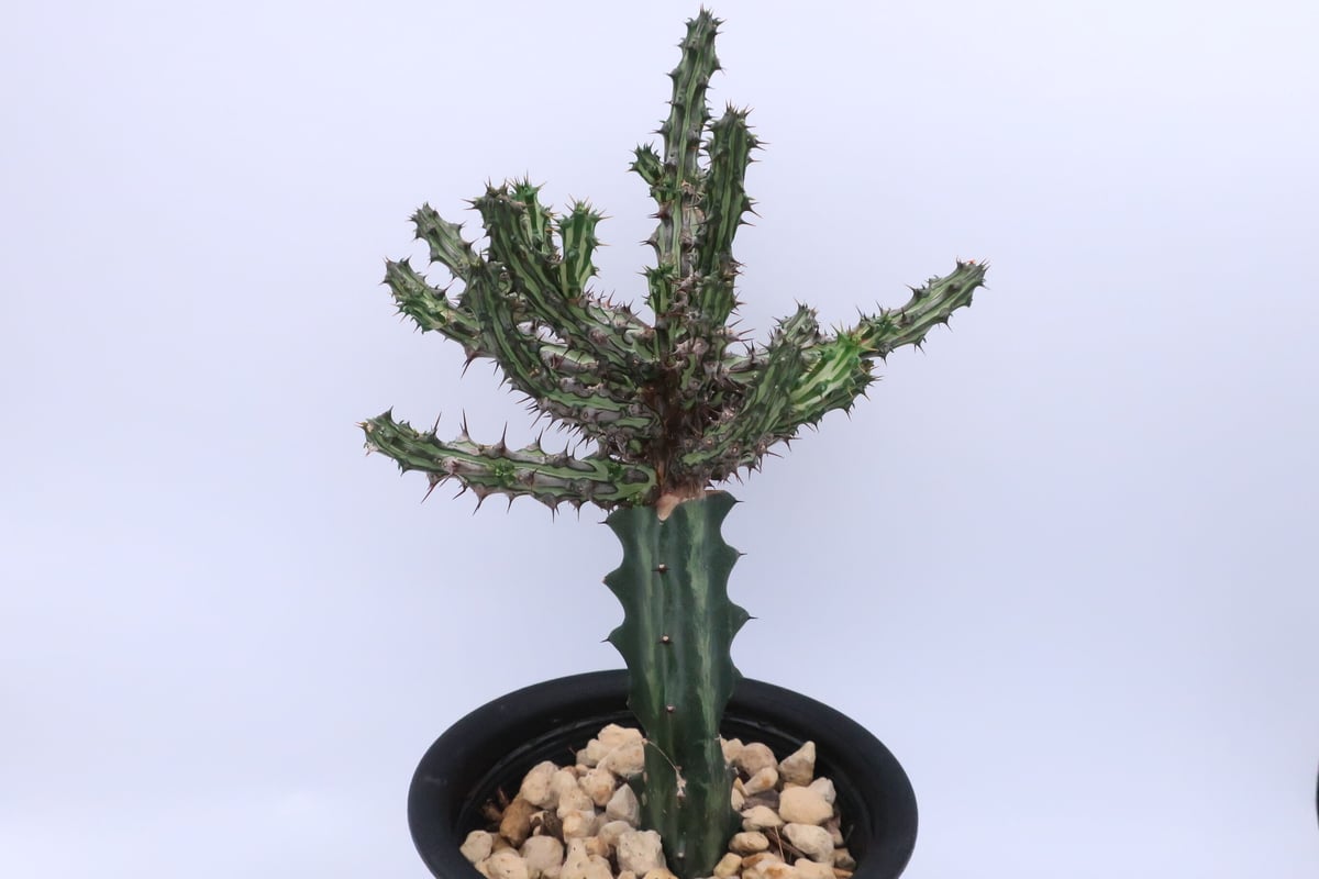 ユーフォルビア・シザカンサ | Home&Plants