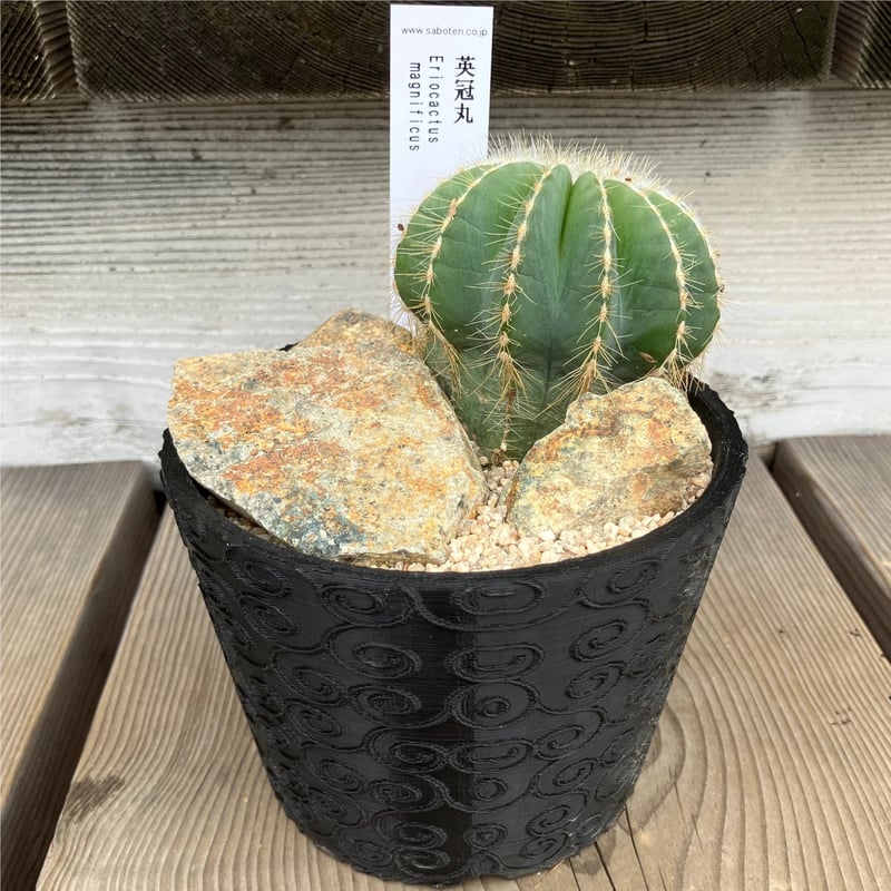 サボテン 3D鉢 Habitat Style | Home&Plants