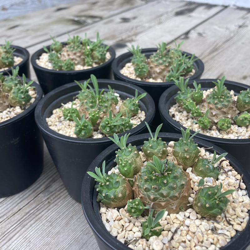 ユーフォルビア　峨眉山 ユーフォルビア 峨眉山 | GREEN LUCK