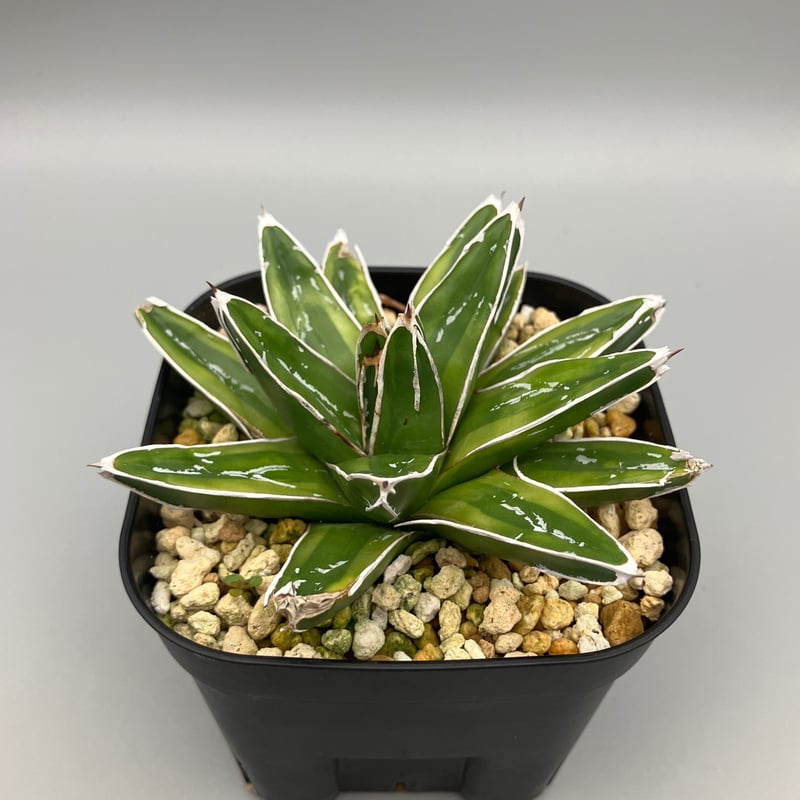 アガベ　輝山 園芸ネット本店｜アガベ：輝山（きざん） 3号鉢植え の通販【公式】