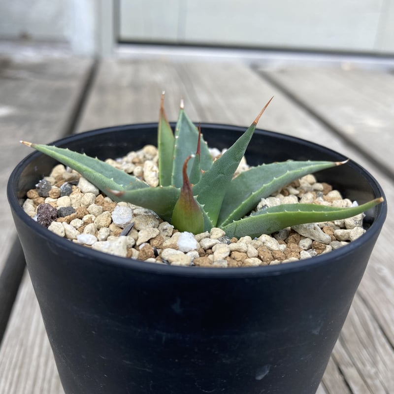 アガベ ユタエンシス カイバベンシス HPN① 2.5号ポット | Home&Plants