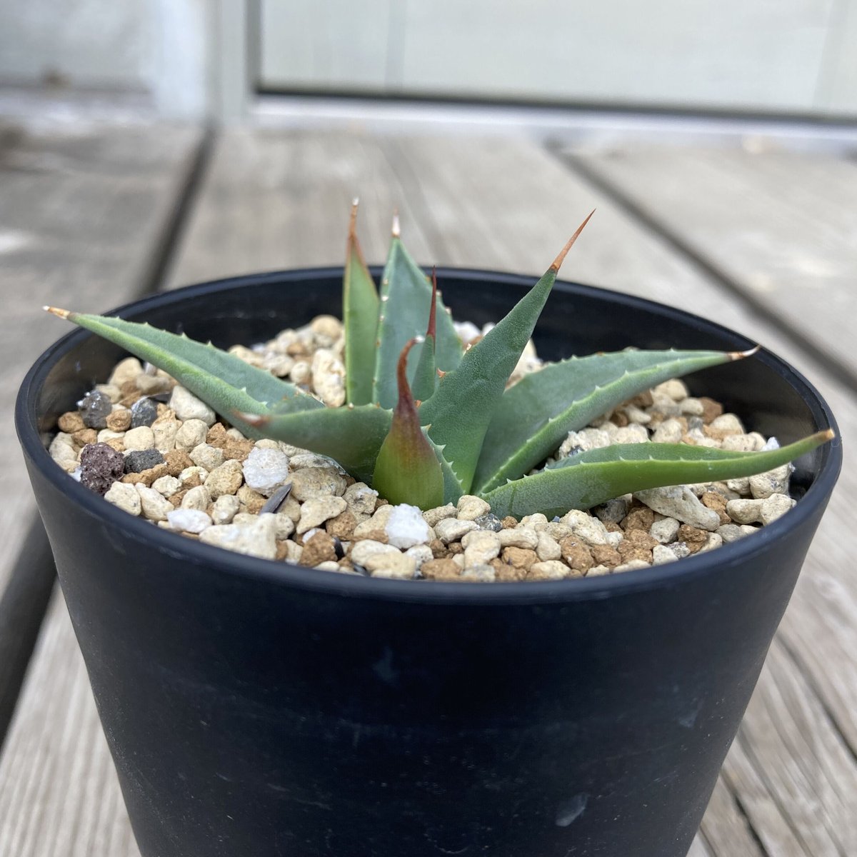 アガベ！ユタエンシス！ アガベ：ユタエンシス 2.5号鉢植え の通販 | 園芸ネット