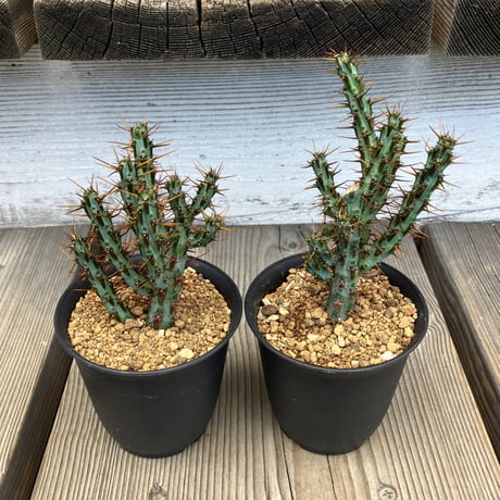 CATEGORY ユーフォルビア | Home&Plants