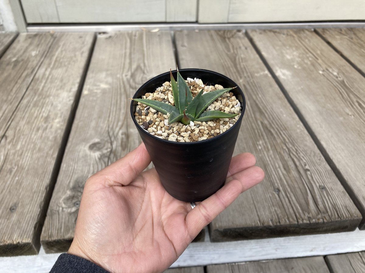 アガベ ユタエンシス カイバベンシス HPN① 2.5号ポット | Home&Plants