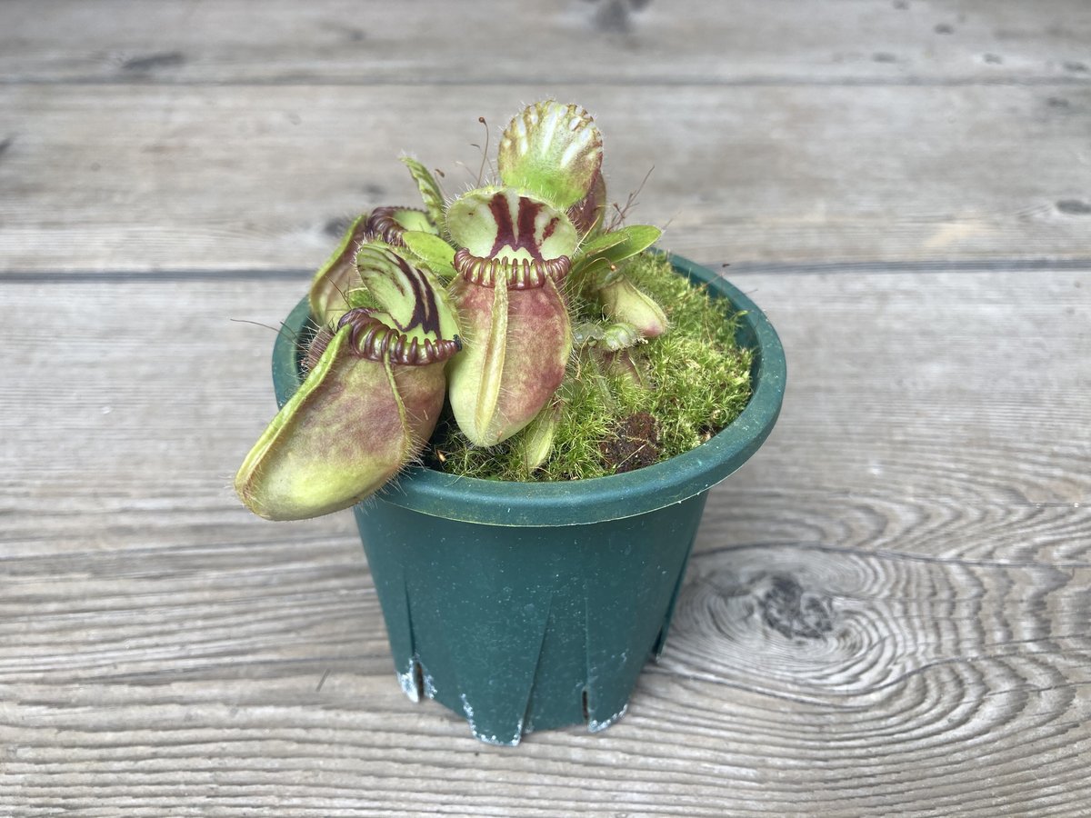 食虫植物 セファロタス フォリキュラリス | Home&Plants