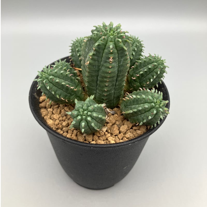 ユーフォルビア マミラリス 3号 HPN② | Home&Plants