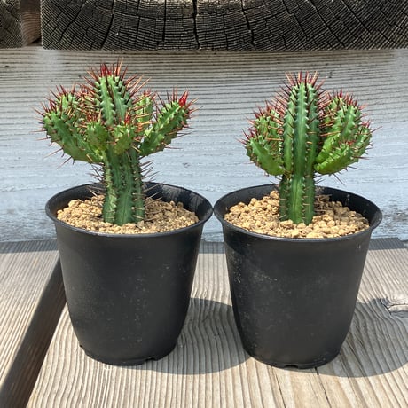 紅彩閣綴化,こうさいかくてっか,ユーフォルビア属,紅彩閣綴化通販,紅彩