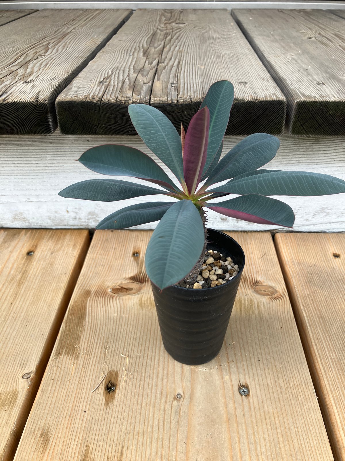 ユーフォルビア パキポディオイデス 園芸ネット本店｜[ザ・ファームセレクト]ユーフォルビア：パキポディオ