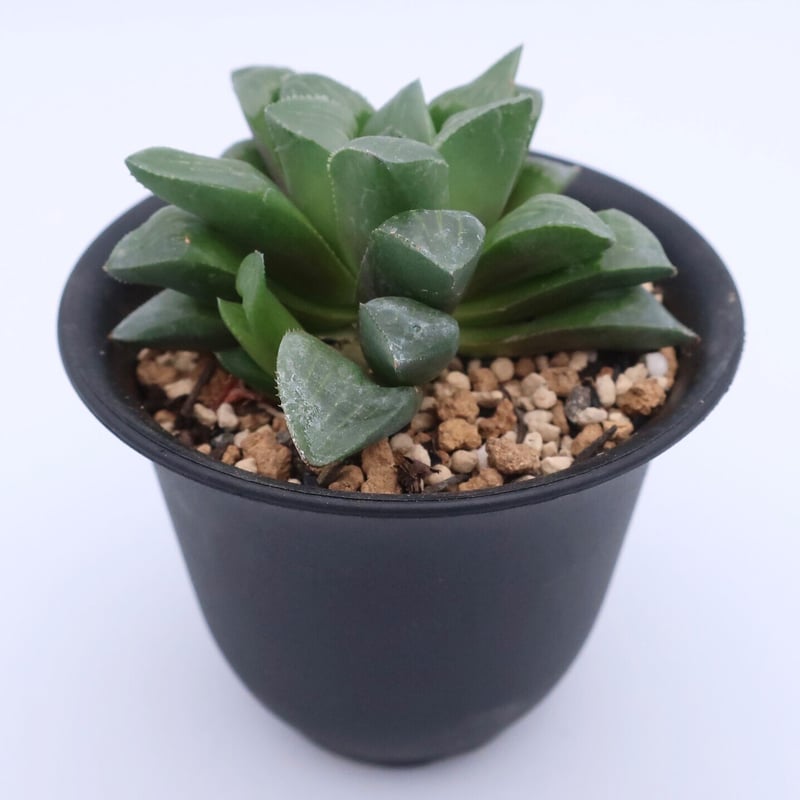 ハオルチア 寿 | Home&Plants