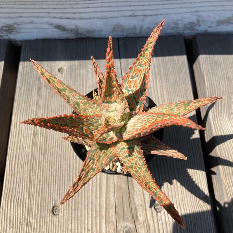 1326：アロエ ハイブリッド 【13/5】 | Home&Plants