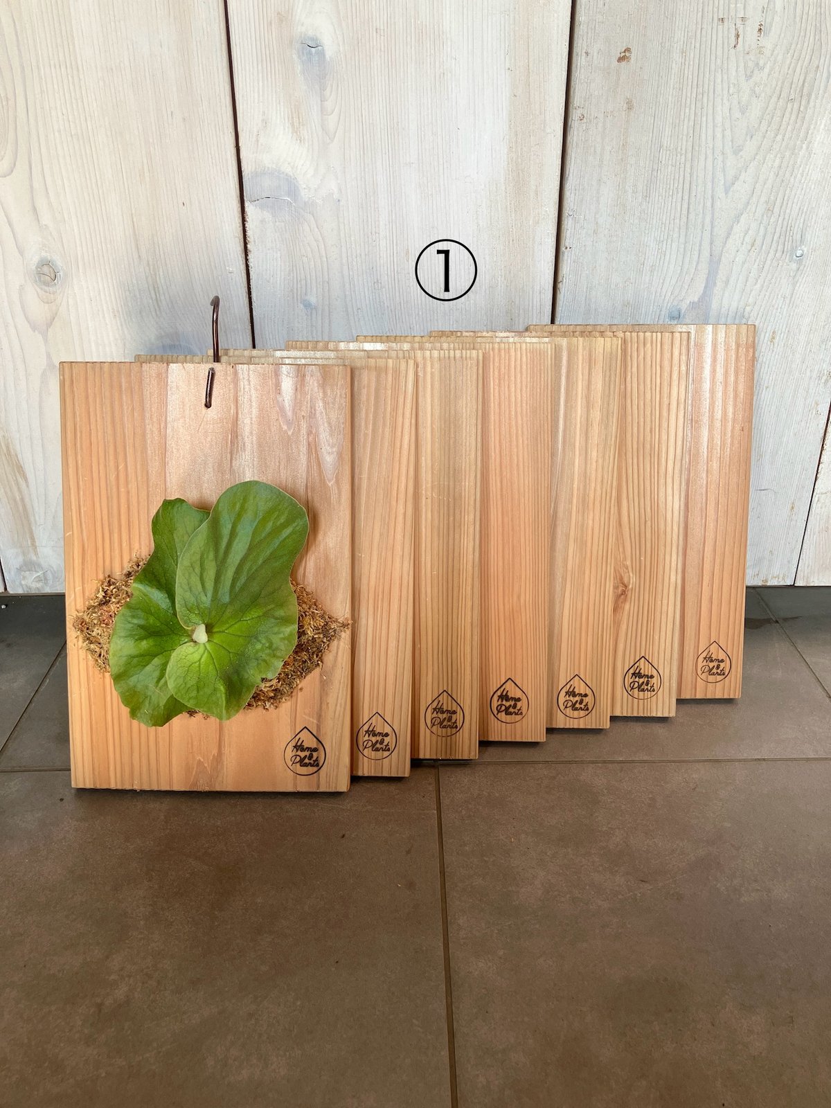 りおんぱぱ様 リクエスト ビカクシダ 着生板 焼杉 ネット有り 50枚