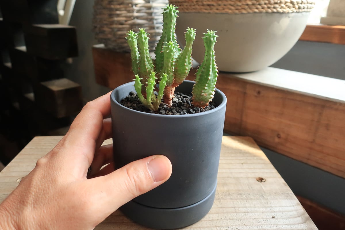 ユーフォルビア プセウドグロボーサ リア黒鉢 | Home&Plants