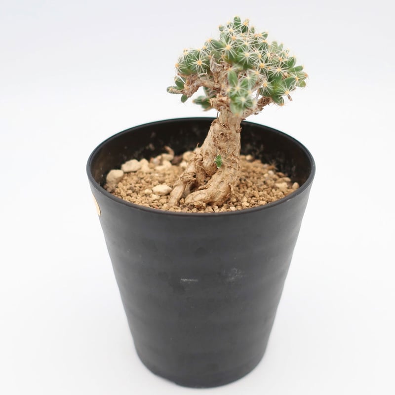 トリコディアデマ デンサム（紫晃星）HPN② | Home&Plants